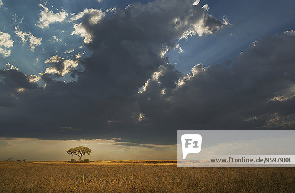 Sturmwolken über Ebenen  Etosha Nationalpark  Namibia
