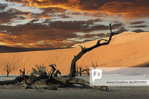 Fallen dead tree and sand dunes  Deaddvlei  Sossusvlei National Park  Namibia