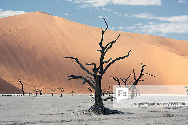 Silhouettierte tote Bäume auf Tonpfanne  Deaddvlei  Sossusvlei Nationalpark  Namibia