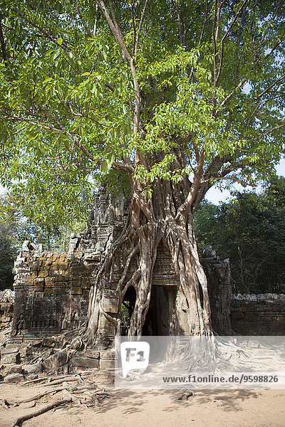 Alter Tempeleingang mit großer Baumwurzel  Siem Reap  Kambodscha