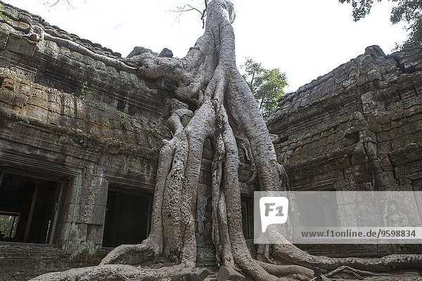 Alter Tempel mit großer Baumwurzel  Siem Reap  Kambodscha