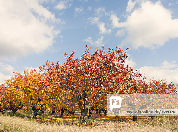 Walnusshain im Herbst,  Provence,  Frankreich