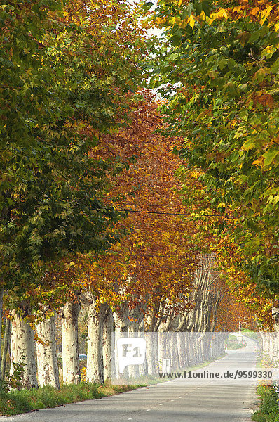 Mit Pappeln gesäumte Landstraße im Herbst  Provence  Frankreich
