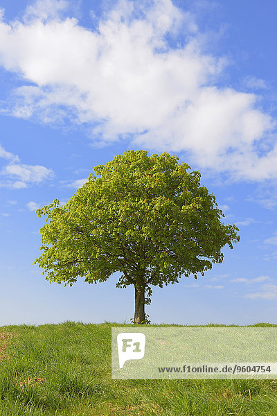 Europa Baum Hügel Kastanie Frühling Deutschland Hessen