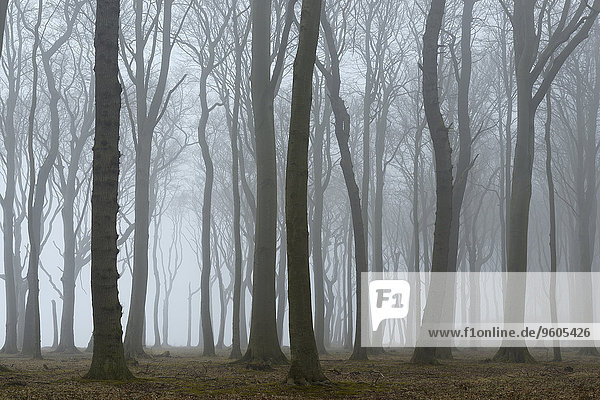 Baum Wald Nebel Deutschland Mecklenburg Vorpommern