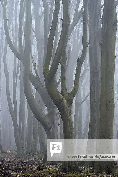 Baum, Wald, Nebel, Deutschland, Mecklenburg Vorpommern