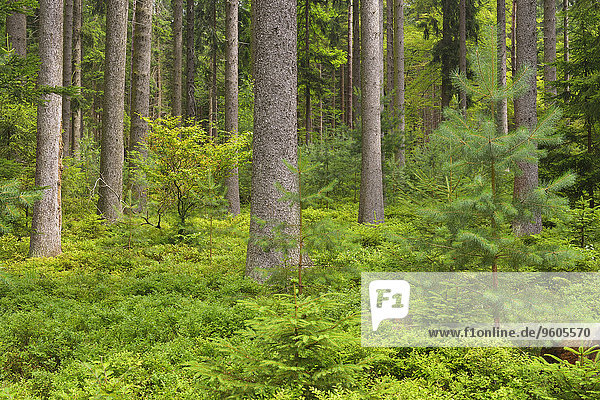 Landschaftlich schön landschaftlich reizvoll Wald Ansicht Deutschland Hessen