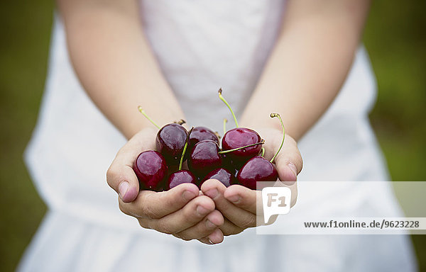 Girl's hands holding cherries
