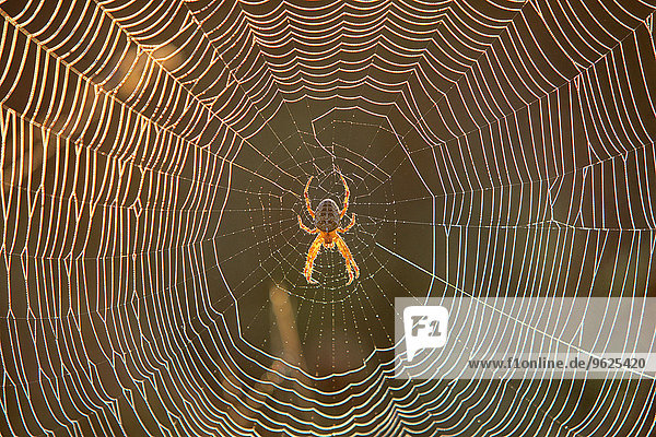 Spinne im Spinnennetz  frühes Morgenlicht