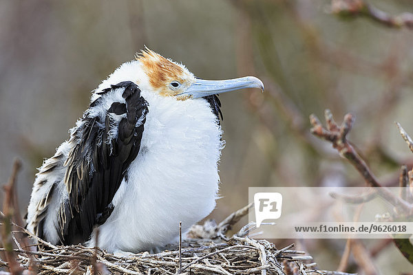 Ecuador  Galapagosinseln  Genovesa  junger Großer Fregattvogel im Nest