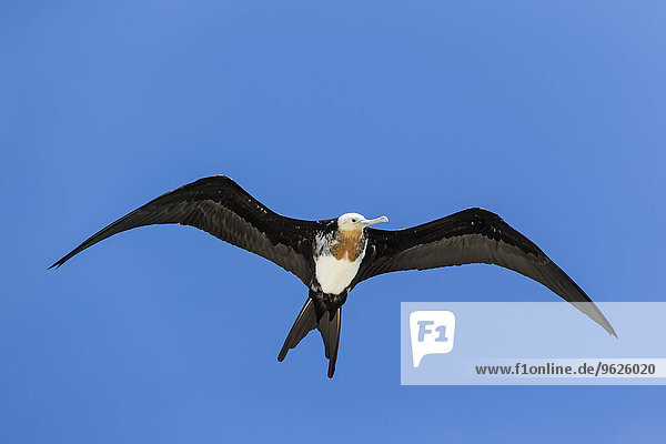 Ecuador  Galapagos Inseln  Genovesa  fliegender großer Fregattvogel vor blauem Himmel