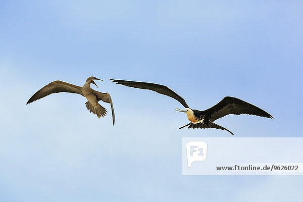 Ecuador  Galapagos-Inseln  Genovesa  fliegender großer Fregattvogel und Nazca-Tölpel streiten sich