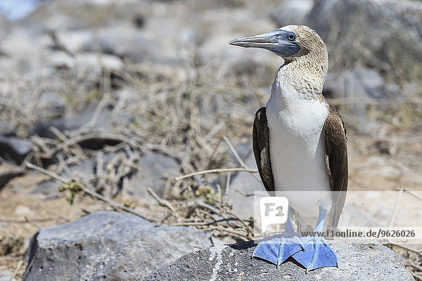 Ecuador  Galapagosinseln  Espanola  Punta Suarez  Blaufußtölpel
