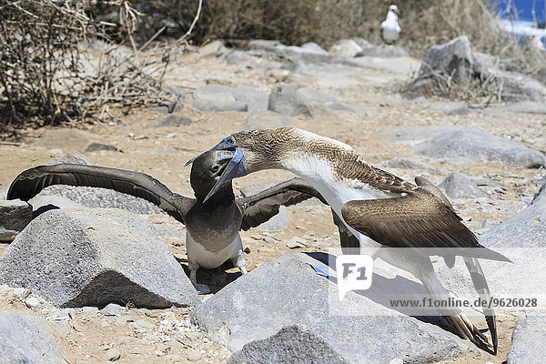 Ecuador  Galapagosinseln  Espanola  Punta Suarez  Blaufußtölpel Fütterung junger Blaufußtölpel
