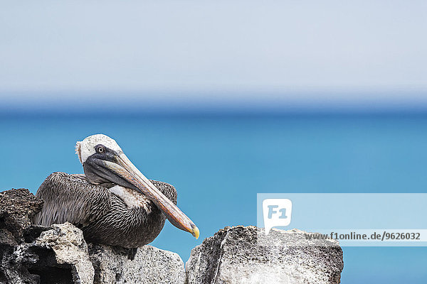 Ecuador  Galapagos Inseln  Santa Cruz  Playa Las Bachas  kauernder brauner Pelikan