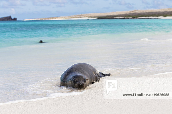 Ecuador  Galapagosinseln  Espanola  Gardner Bay  Seelöwe im Wasser am Meer liegend