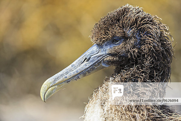 Ecuador  Galapagosinseln  Espanola  Punta Suarez  Portrait des jungen Galapagos albatros