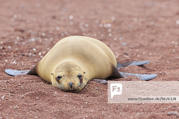 Ecuador  Galapagosinseln  Rabida  Seelöwe am roten Sandstrand liegend