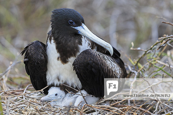 Ecuador  Galapagosinseln  Seymour Norte  prächtiger Fregattvogel mit Jungvogel im Nest