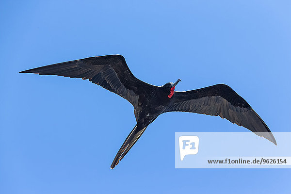 Ecuador  Galapagos Inseln  Isabela  fliegender Fregattvogel