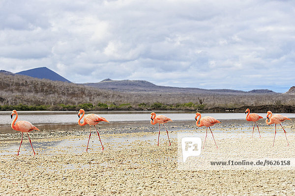 Ecuador  Galapagosinseln  Floreana  Punta Cormorant  sechs rosa Flamingos  die in einer Lagune wandern