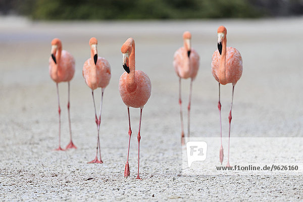 Ecuador  Galapagosinseln  Floreana  Punta Cormorant  fünf rosa Flamingos  die in einer Lagune wandern