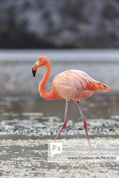 Ecuador  Galapagosinseln  Floreana  Punta Cormorant  rosa Flamingo in einer Lagune wandern