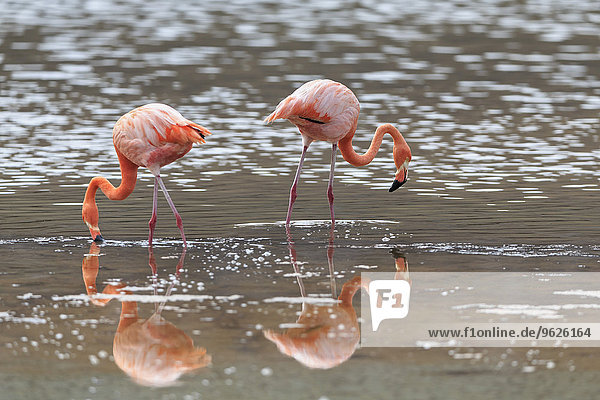 Ecuador  Galapagosinseln  Floreana  Punta Cormorant  zwei rosa Flamingos auf der Suche nach einer Lagune