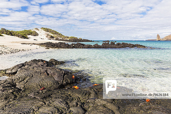 Ecuador  Galapagosinseln  Santa Cruz  rote Felsenkrebse