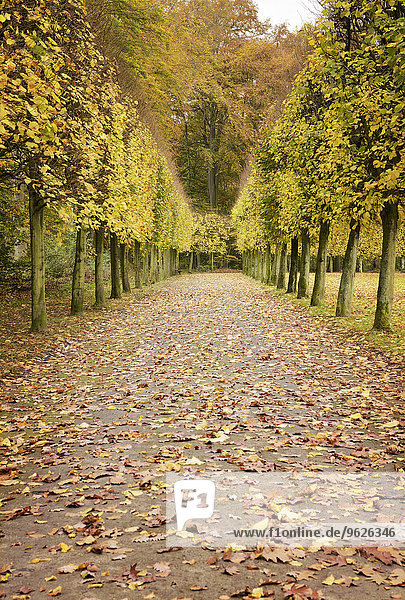 Deutschland  Düsseldorf  Herbstgasse im Park