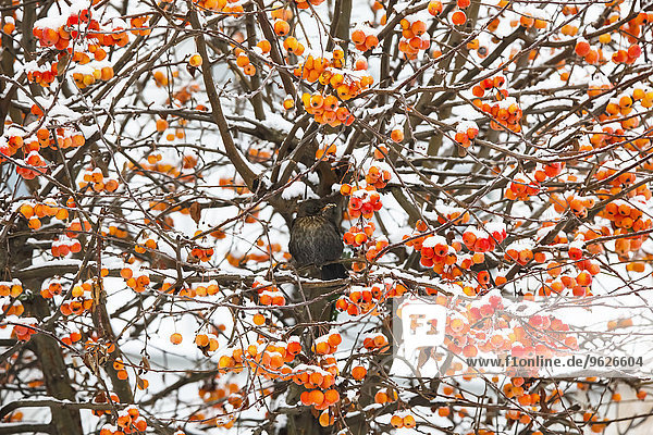 Zierapfelbaum im Winter