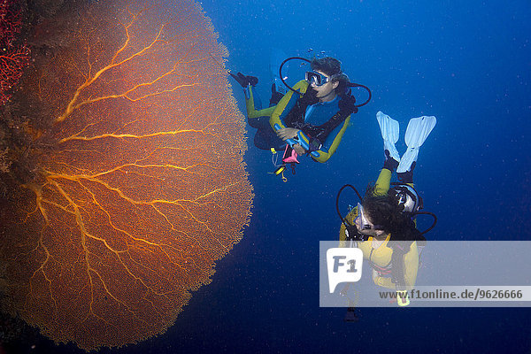 Pacific Ocean  Palau  scuba divers in coral reef with Giant Fan Coral