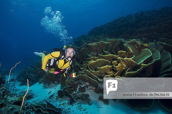 Pacific Ocean  Palau  scuba divers in coral reef with Turbinaria mesenterina coral