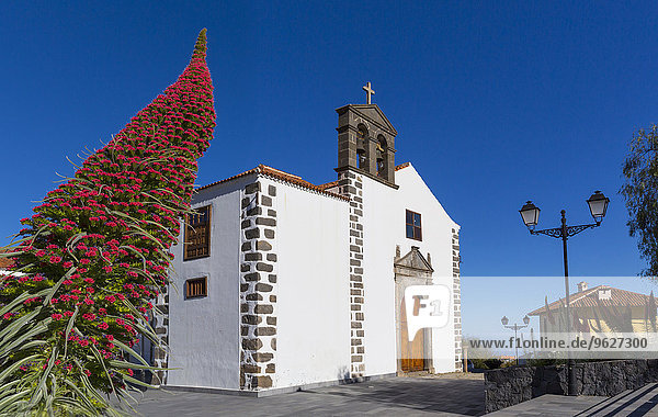 Spanien,  Kanarische Inseln,  Teneriffa,  Vilaflor,  Blick auf San Pedro mit Blüte von Echium Wildpretii im Vordergrund