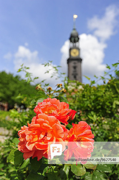 Deutschland  Hamburg  Blume und Turm der Michaeliskirche