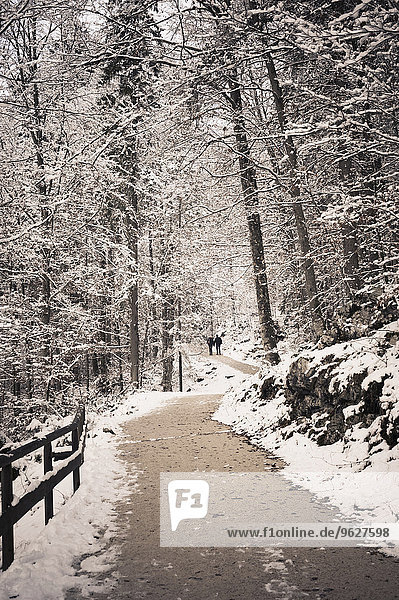 Deutschland  Bayern  Königssee  Waldweg im Winter