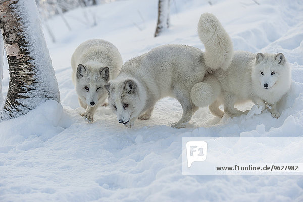 Norwegen  Bardu  drei Polarfüchse im Winter