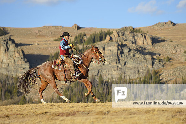 USA  Wyoming  riding cowboy
