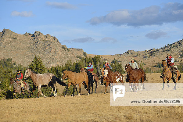 USA  Wyoming  cowboys and cowgirls herding horses in wilderness