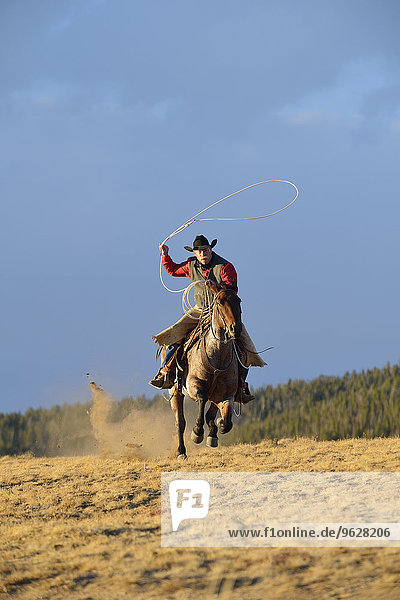 USA  Wyoming  Reiten Cowboy-Schwingen Lasso