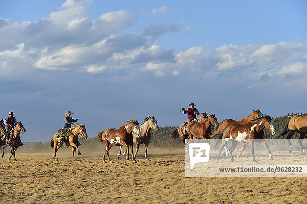 USA  Wyoming  cowboys and cowgirl herding horses in wilderness