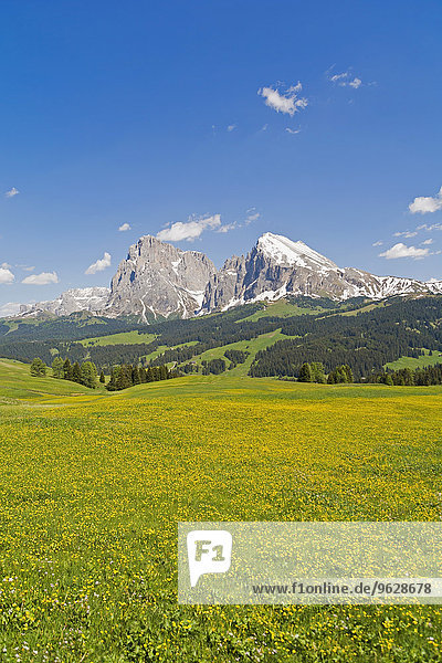 Italien  Südtirol  Seiser Alm  Blick auf Langkofel und Plattkofel  Blumenwiese