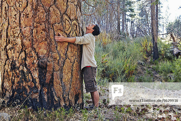 Junger Mann im Wald umarmt großen Baumstamm  Los Angeles  Kalifornien  USA