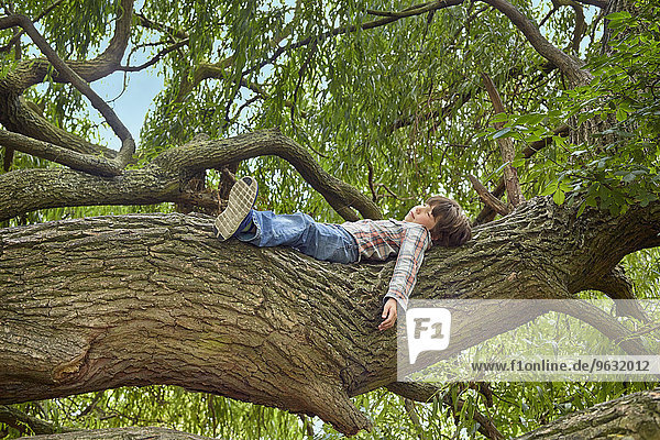 Junge auf einem Ast eines Waldbaumes liegend