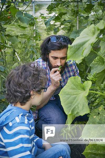 Father and son smelling plants on allotment