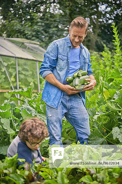 Vater und Sohn pflücken Zucchini auf Zuteilung