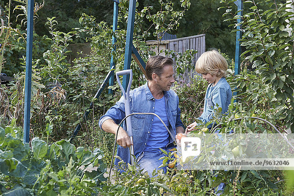 Father and son picking tomatoes on allotment