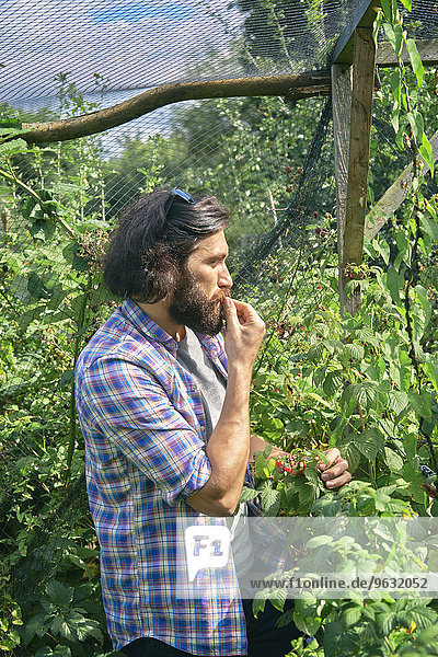 Mittelgroßer Mann mit Beerenverkostung auf dem Schrebergarten