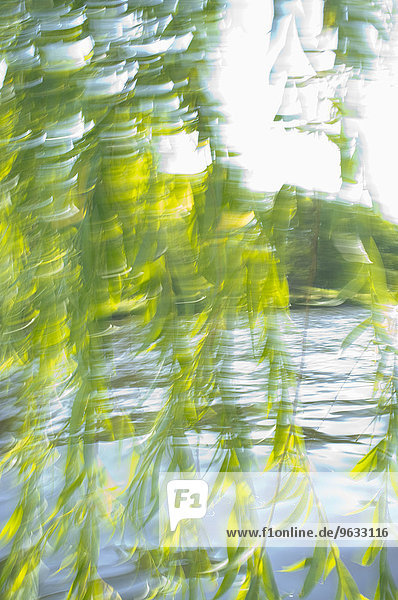 Tree river spree motion close up movement summer