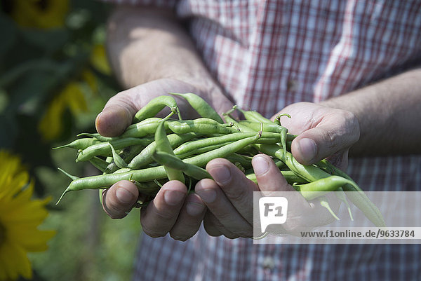 Man holding fresh green beans harvest garden